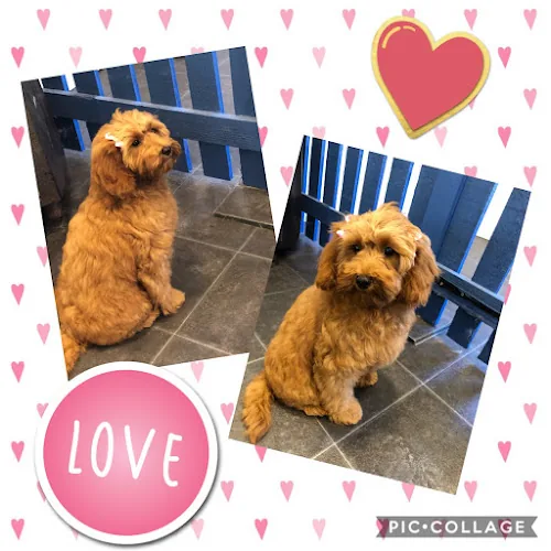 Fur Babies Dog Grooming